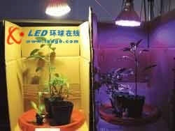 【鼎元植物生长灯660NM(1W)红色芯片】价格,厂家,图片,其他LED产品,兴达科技--半导体事业部-