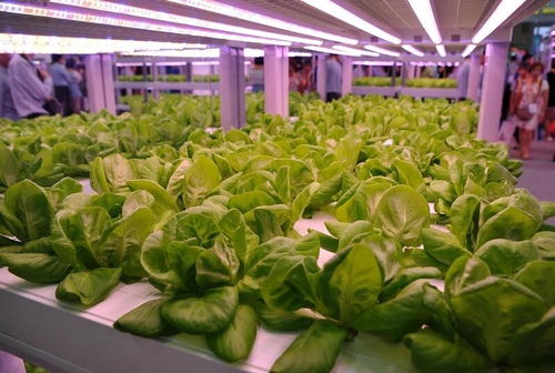 目前我国的智能植物工厂已超过220座,未来植物工厂将如何改变我们的生活
