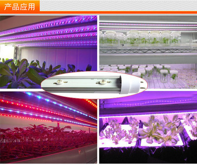 【节能 12W全红光led植物生长补光T8灯管 ledT8色光灯管红光660NM】价格,厂家,图片,LED特种照明,深圳市佳节能照明-