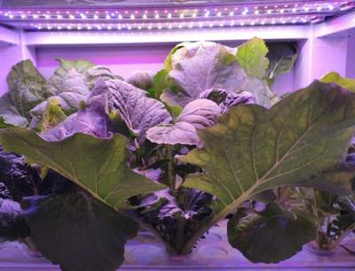 诗经植物智能光控育苗室--2020神灯奖申报技术