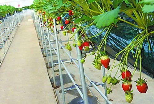 中日荷三国 植物工厂 的最新发展案例一览