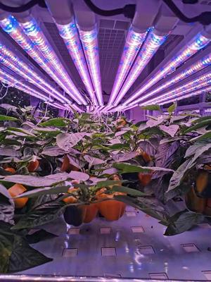 温室农业大棚设施 温室补光灯 温室大棚补光 植物LED补光灯 鑫泽农业大棚