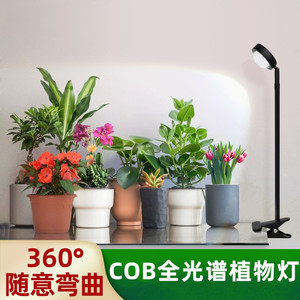 前五张看小红薯上的姐妹科普说是光谱(月季的一种品种),后.