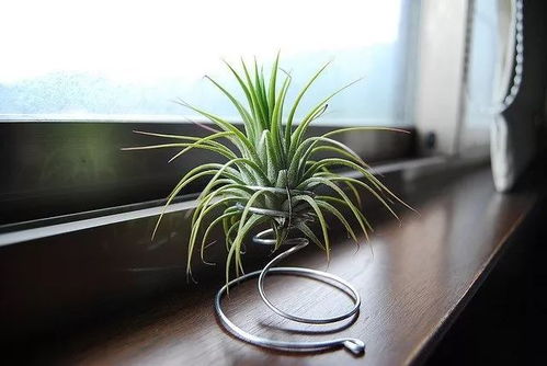 清新风卧室必备 好看易养的室内植物推荐