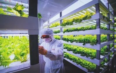 【案例剖析】中日荷三国“植物工厂”的最新发展案例一览