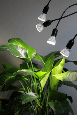都是植物补光,为什么你的没效果?