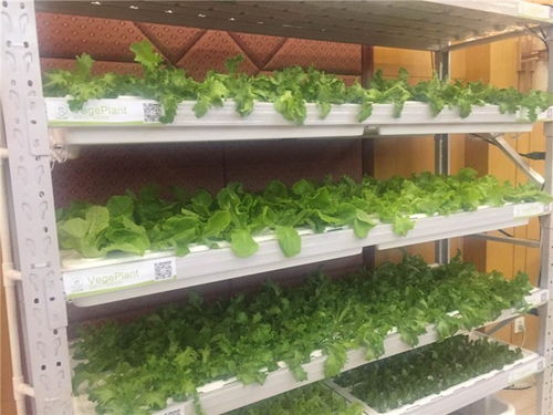 节能植物生长灯 贵翔光电 河北植物生长灯