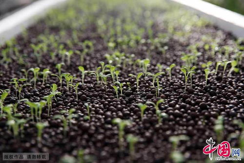 无土栽培养成现代化植物工厂 农博园促成农民转型