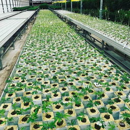 2019年聚焦中国植物工厂,该产业将快速升温