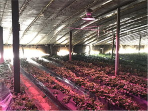 光盉led植物补光灯 2017神灯奖申报产品