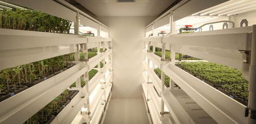 南京国家农创中心 科技赋能现代农业 神奇的 植物工厂 让种菜变简单