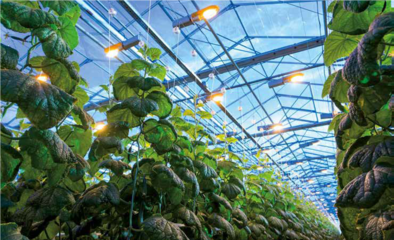 “LED太阳”实在太烫?来点氮化硼降降温