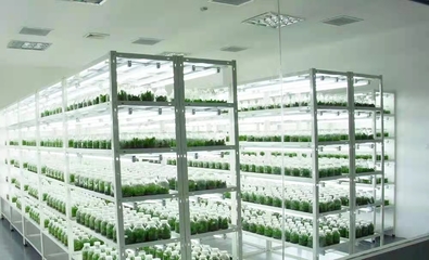 组培灯定做 植物组培灯 组培补光灯