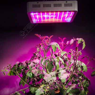 成熟的西红柿植物下植物生长灯