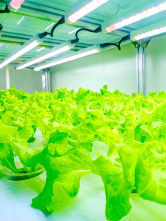 未来超级植物工厂长啥样 一起来温江看看