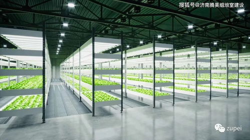 植物光源 led灯与荧光灯