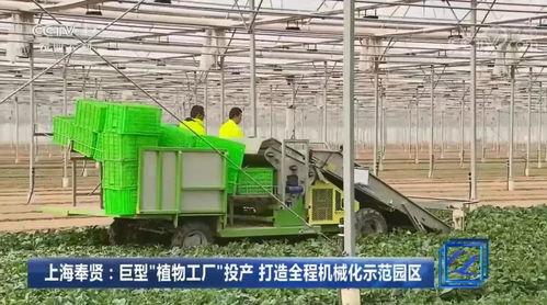 一座巨型的植物工厂,现代农业示范园区已经正式投产