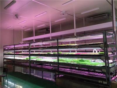 植物补光灯使用、济宁植物补光灯、贵翔光电