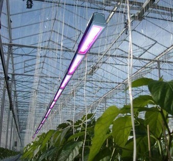 香椿苗专用生长灯 LED植物生长灯_照明类栏目