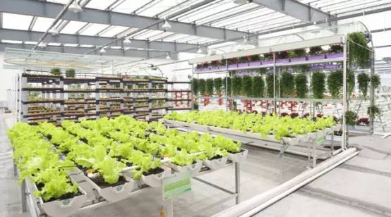 植物工厂走进生活 农场变农厂 家庭自给 蔬菜柜 ,你get到了吗