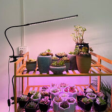 十大热门景观石：点缀自然之美与植物生产灯的科学园艺
