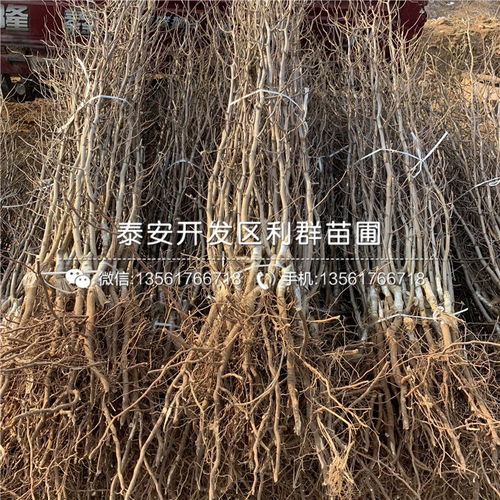 山东枣树苗市场概况与现代化栽培技术