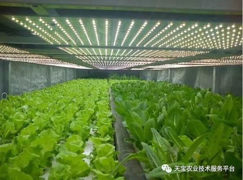 棚室采光不足怎么办？植物生产灯是高效解决方案