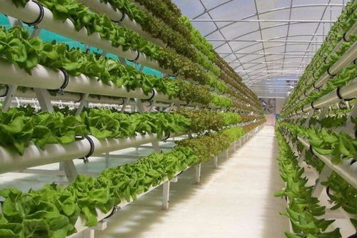 植物工厂中植物生产灯的应用与前景