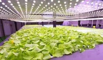植物工厂在中国 为何植物生产灯的应用未达预期
