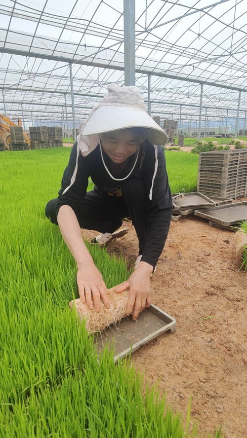 工厂化育秧 植物生长灯引领粮食生产提质增效