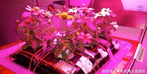 国际空间站宇航员的太空植物种植秘诀 植物生产灯的应用