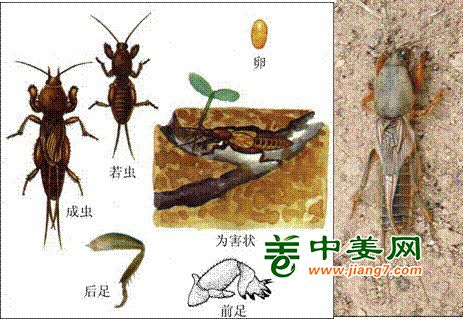 生姜栽种前地下害虫防治及植物生产灯的科学应用