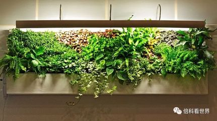 植物生长灯的安全要求与光学性能深度解析