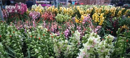 人气足 市场旺 信心强 植物生产灯点亮火热消费市场