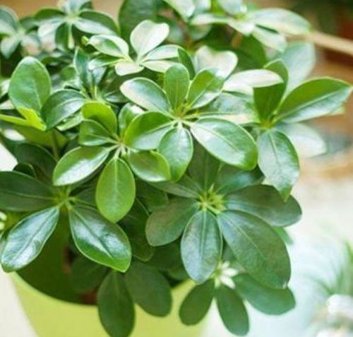 自带文艺范的四种花,越养越上瘾,你养了吗?