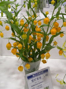 记忆中的北京2009第七届中国花卉博览会植物生产灯