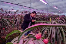 人工补光技术能否替代太阳光?解析植物生产灯的应用与局限