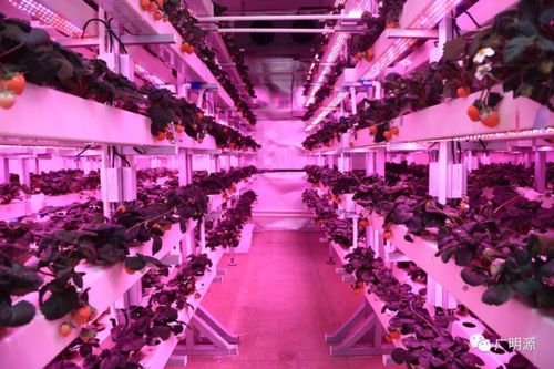 深圳发布设施农业草莓光照产品标准,植物生产灯或引领行业发展