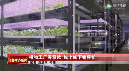 日供有机果蔬3吨,新疆植物工厂点亮市民健康餐桌